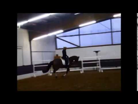 "SUNNY BOY" 3j. v. Scolari - Carismo VB 7.000,- Euro -FOR SALE-