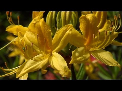 Niezwykly Swiat - Azalia Pontyjska