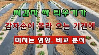 [텃밭농부 2,194]  씨감자의 싹틔우기 결과가 감자순이 올라 오는 기간에 미치는 영향 분석! #감자재배 …
