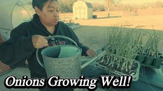 Is My Garden DESTROYED? Uncovering Arctic Freeze Damage