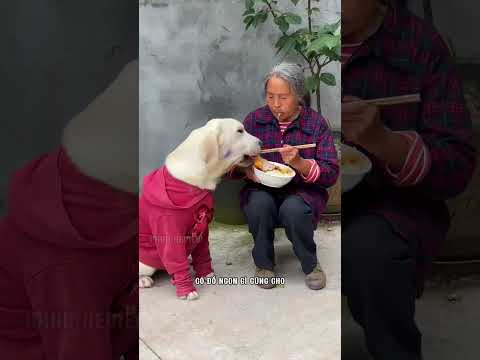 Chú chó ngày xưa quậy phá bây giờ đã thay đổi #shorts #windreview