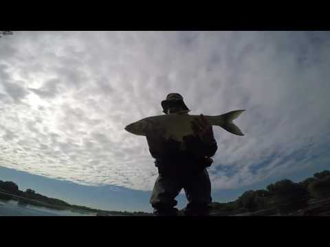 Sava river chub and asp strike