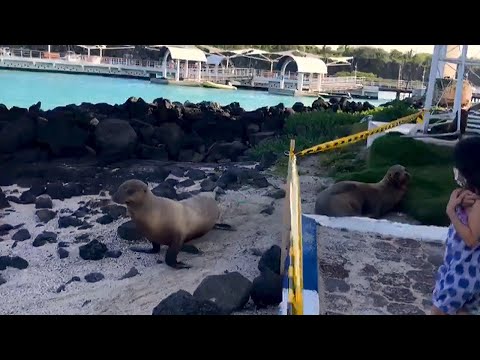 Lazy sea lion waits to catch a wave into the ocean