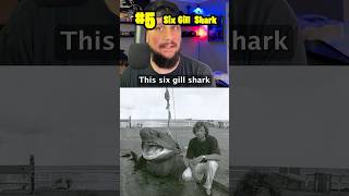 Download lagu Largest Shark Ever Caught by Fishing Pole! #5 The Six Gill Shark! #shark #fishing mp3 Download lagu Largest Shark Ever Caught by Fishing Pole! #5 The Six Gill Shark! #shark #fishing mp3