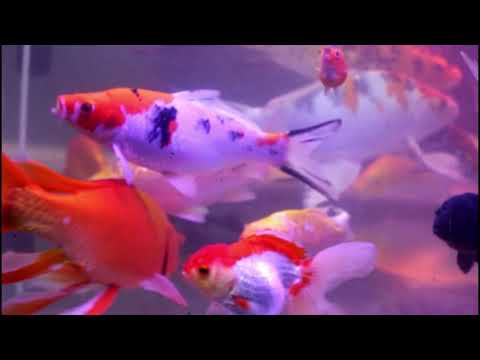 koi fish goldfish poolkoi pond venturi systemkoi fish up close