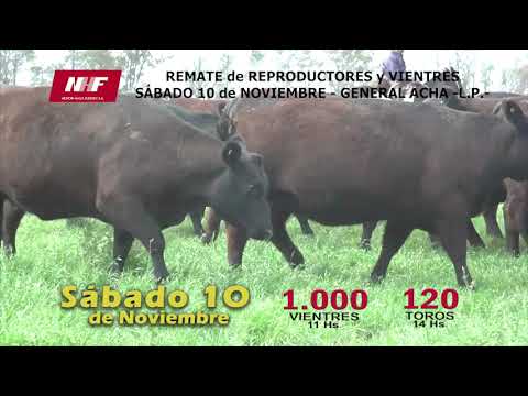 DE FRENTE AL CAMPO junto a CABAÑA "LA PAZ" de WERTHEIN -  VAQUILLONAS   2018 -