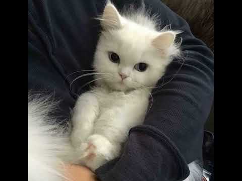 gitarakuru - шашлычок под коньячок