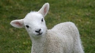 Cute Little Lamb get's Confused
