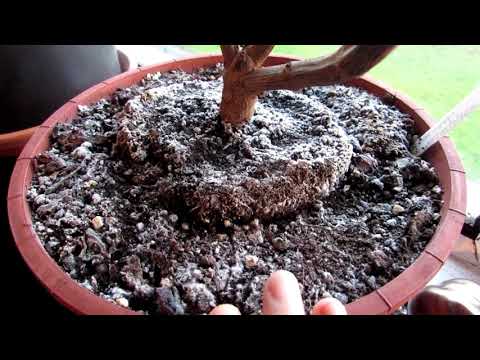 YouTube video about Understanding Soil Mold: What You Need to Know