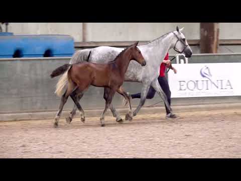 MAXIMUS DE LA NAÏADE Z