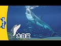 [4K] 认识动物 - 大白鲨 ( Meet the Animals - Great White Shark) | 海洋 | Animals | Chinese | By Little Fox