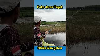 Download lagu Mancing ikan gabus rawa mp3