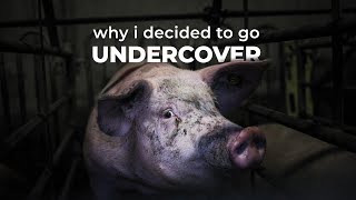 What I see when I go undercover at factory farms ❘ Timo Stammberger ❘ The Humane League video
