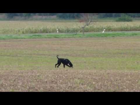BODO vom Hexenwald -.part A = 97p/ FCI WCh 2013 Roudnice nad Labem (CZ)
