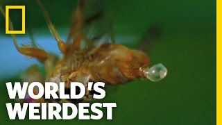 World's Weirdest - Smelly Fruit Fly Cologne