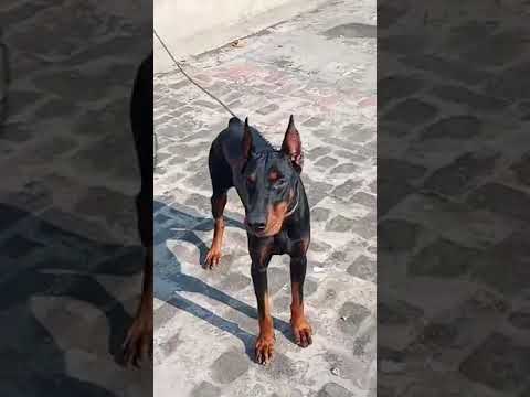 Dangers Dogs | Dog house | Dogs Breeds | Irfan Animals info