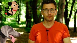 Питомец тяжело дышит в жару: опасно ли это и как помочь?