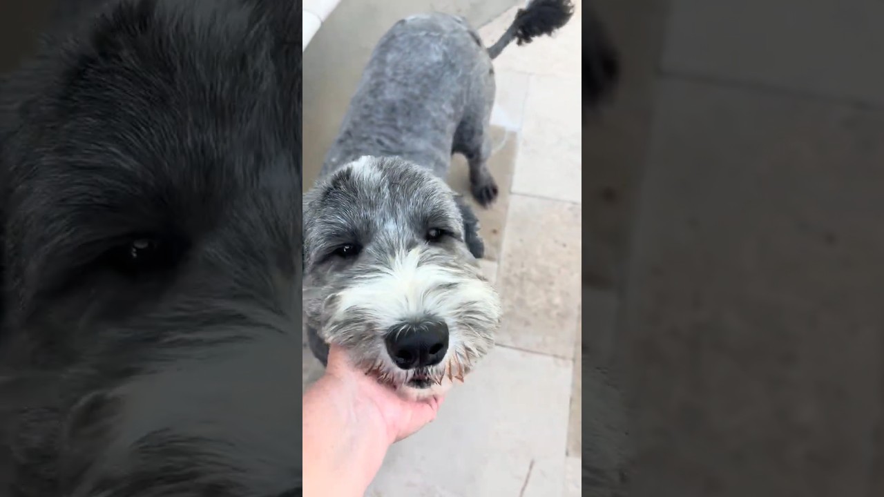 Enlarge Maggie, an adopted Sheepadoodle in Buffalo, NY video 3/6