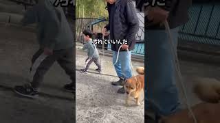 👴🏼🐕👦🏻ひいじいちゃんひ孫雑種犬方言田舎暮らし日常をtikる平和な日常実家家族の日常子育て犬のいる生活犬のいる暮らし犬の散歩
