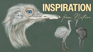 Drawing and studying rheas for inspiration - Struthio americanus