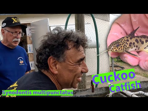 Synodontis multipunctatus u chovateľa