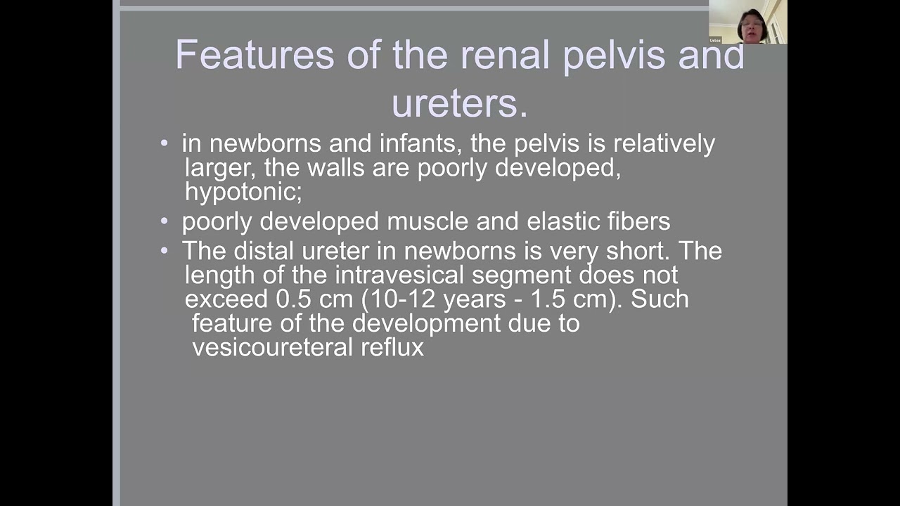 Anatomical and physiological features of the urinary system's organs in children
