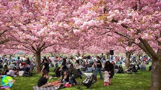 Download lagu Tak Perlu Jauh² Ke Jepang, di Surabaya Anda Bisa Menemukan Bunga Tabebuya Mirip Sakura... mp3