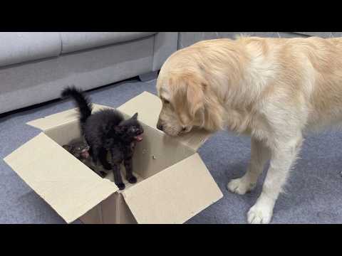 YouTube 썸네일