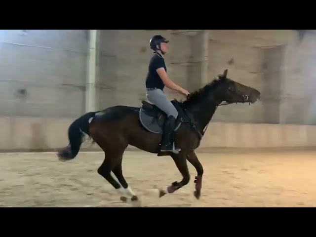 Jument &agrave; remettre en route apr&egrave;s 2 poulains