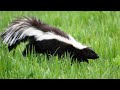 Skunk Medicine