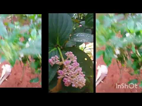 Beautiful flowers# nature#shortvideo #flowers Sheeja'sSSWorld
