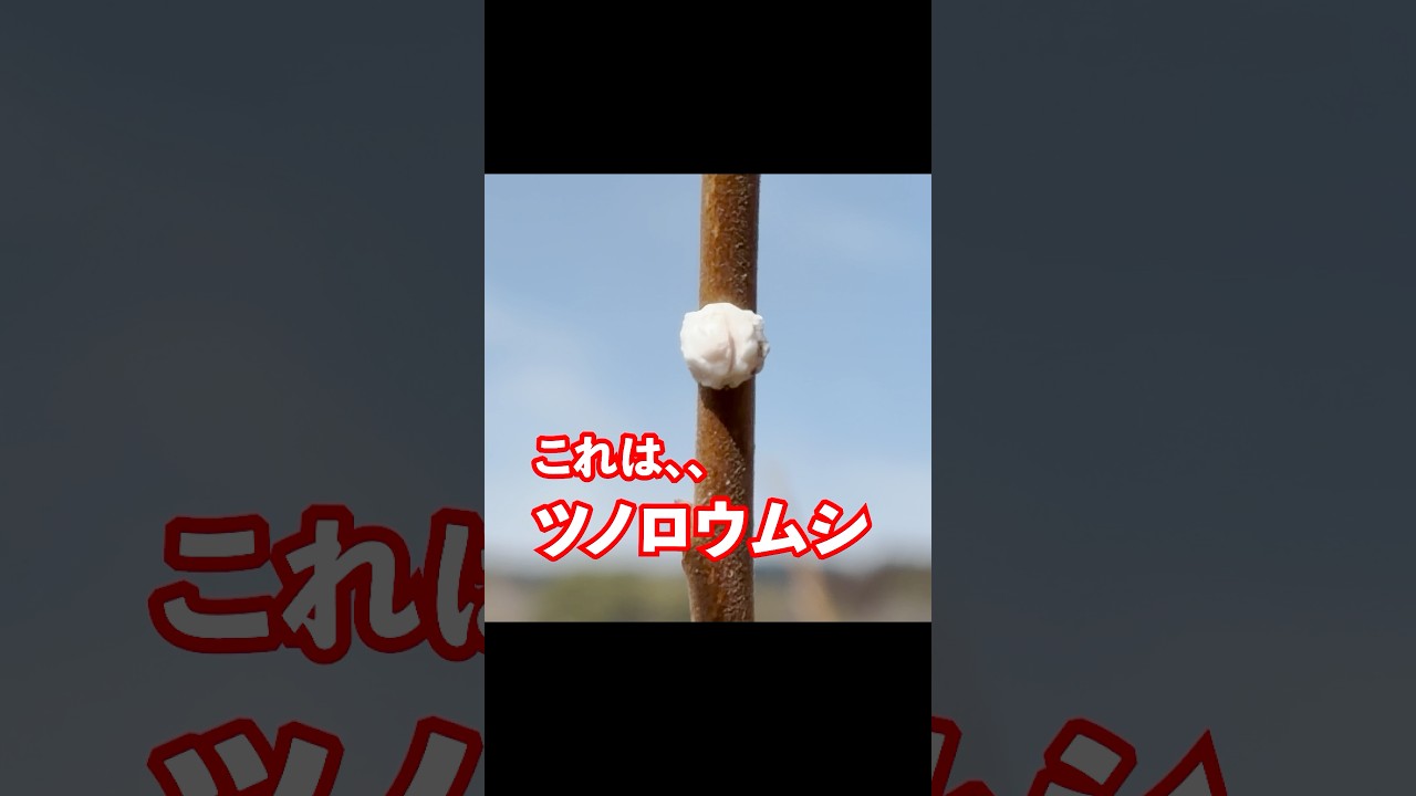 柿の害虫図鑑 ツノロウムシ #柿の剪定