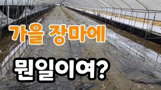가을 장마에 새로 심은 쌈채소 모종 물바다