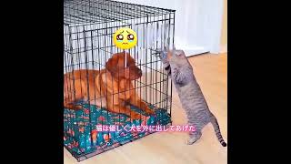 猫派ですか、それとも犬派ですか#animals #犬動画 #わんこ #いぬすたぐらむ #犬のいる暮らし #賢い犬 #忠犬 #感動犬