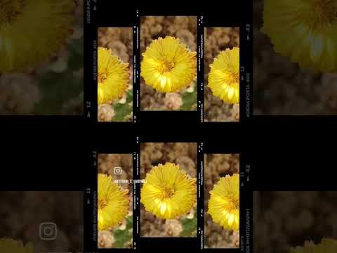 Chrysanthehmums #chrysanthemumflower #chrysanthemums