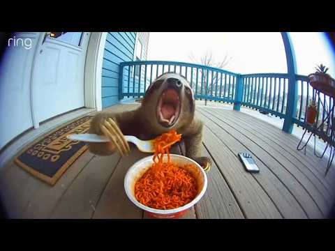 Animaux exotiques réagissant à des nouilles épicées filmées par une Ring Cam | Compilation de vid...