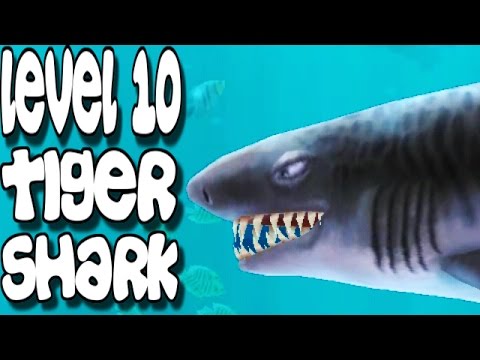 Hungry Shark Evolution - Level 10 Tiger Shark