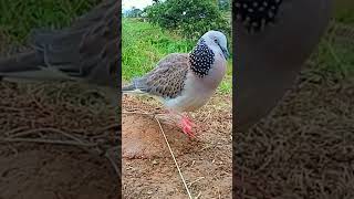 Download lagu SUARA TEKUKUR GACOR,PENGUKU... mp3 Download lagu SUARA TEKUKUR GACOR,PENGUKU... mp3