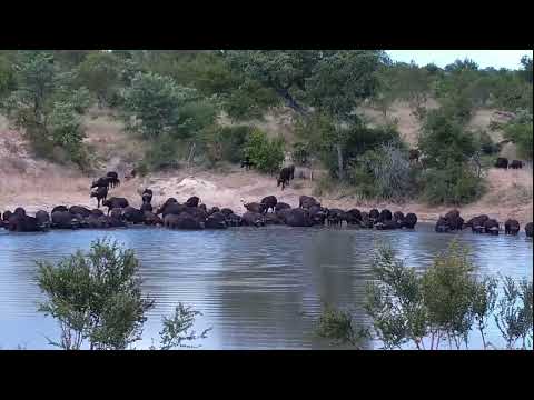 Herd of cape buffalo at Djuma Waterhole, Part 1
