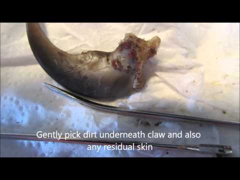 Turqouise Bear Claw Necklace