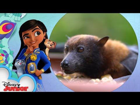 Flying Fox | Disney Animals: Let's Look Closer with Mira! | Disney Junior