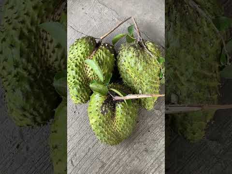 Harvest for today at #BalaiKamanggahan #guyabano #graviola #soursop