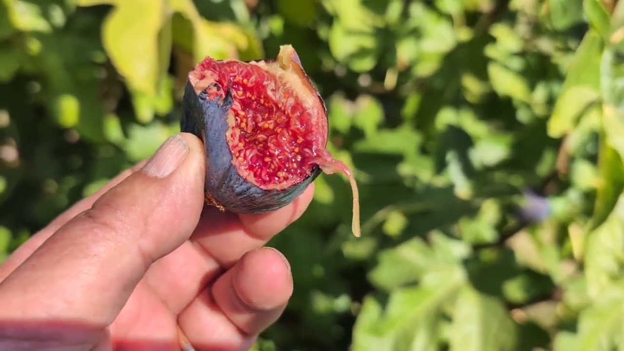 Nuestra Señora del Carmen Fig