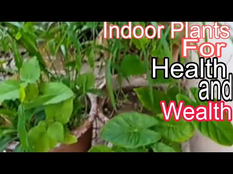 Indoor Plants For Health and wealth | Omaima Story Planet