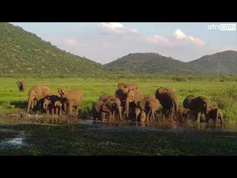 Elephant Breeding Herd at Tau.