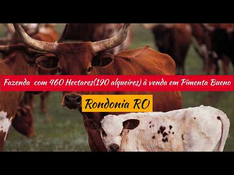 Fazenda  com 460 Hectares(190 alqueires) à venda em Pimenta Bueno - Rondonia RO