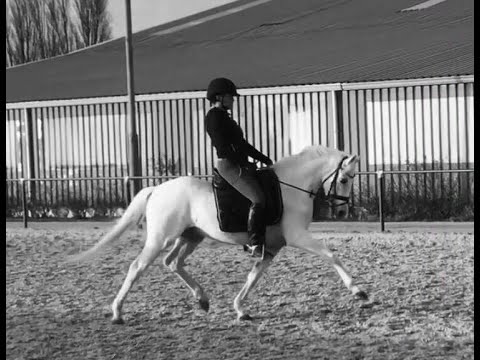 Elite Dressage German Riding Pony for sale v. Cosmopolitan D