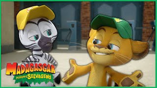 O Melhor Jogo de Beisebol | DreamWorks Madagascar em Português