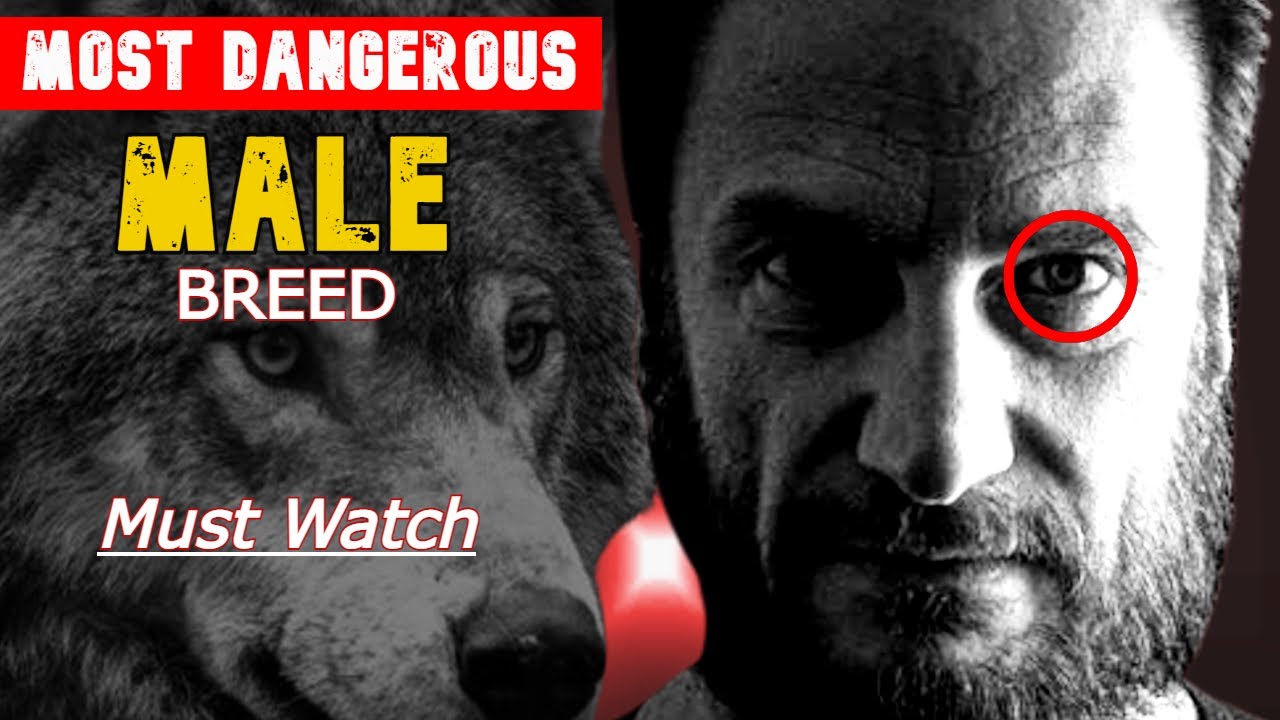 WHY SIGMA MALES ARE THE MOST DANGEROUS BREED OF MEN : Understanding the LONE WOLF