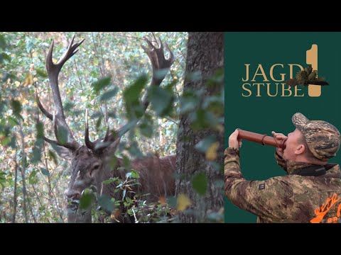 Hirschbrunft in Belarus - Glücklicher Ausgang einer spannenden Jagd